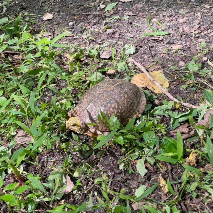 Oakes Quarry Park - Sweet turtle at beginning of path to Pearls fen - Parks Near Me - Fairborn, Ohio