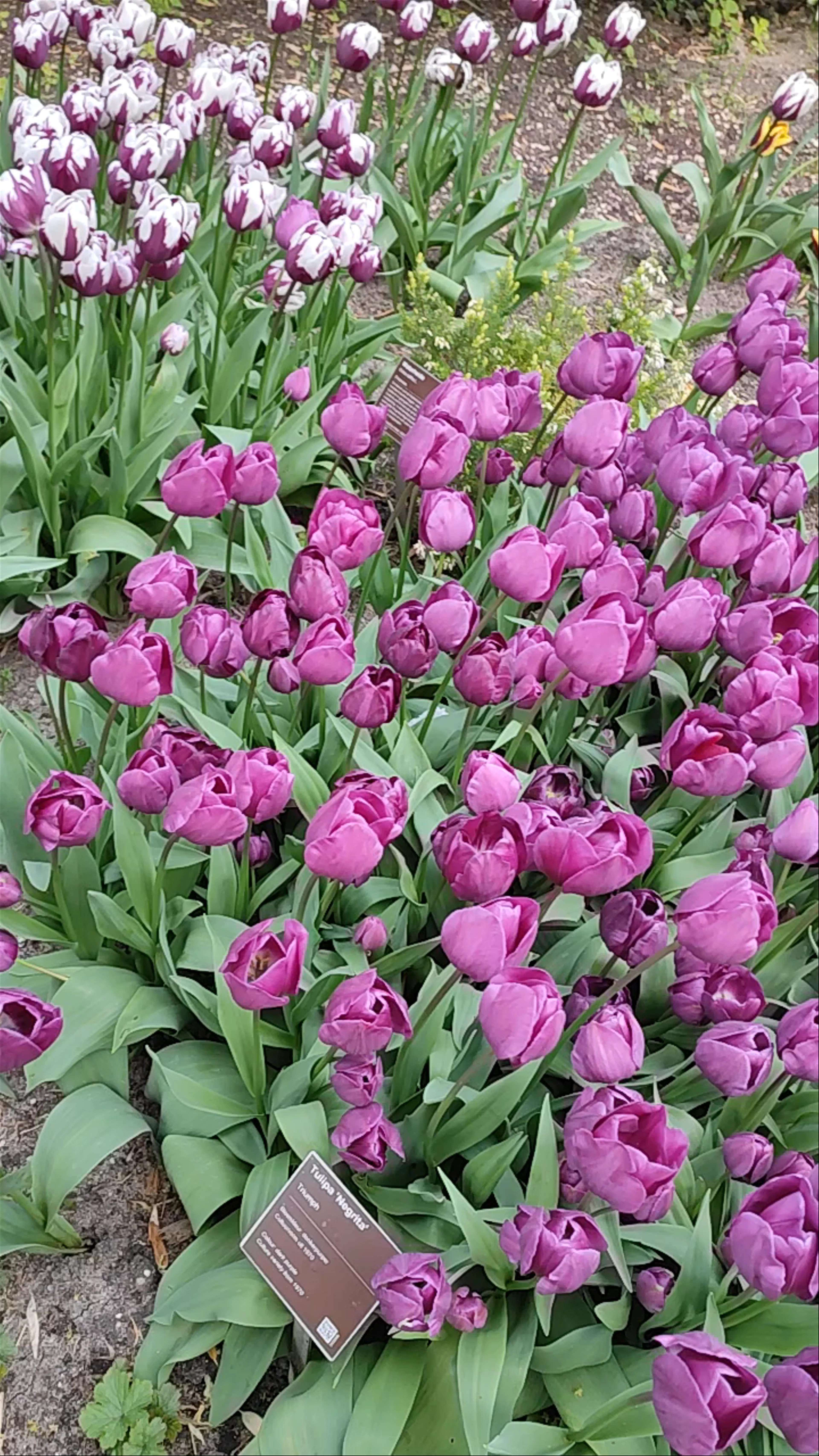 Hortus Botanicus Amsterdam