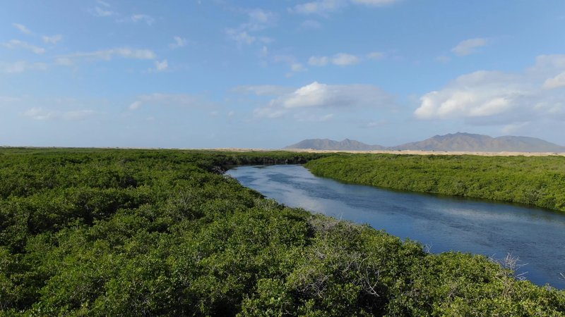 River Delta in Baja, Mexico poster