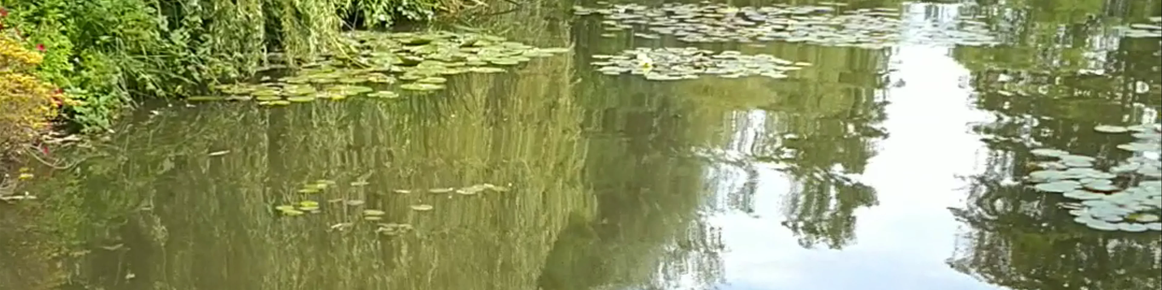 Monet's water lilies garden
