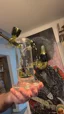 Small image 7