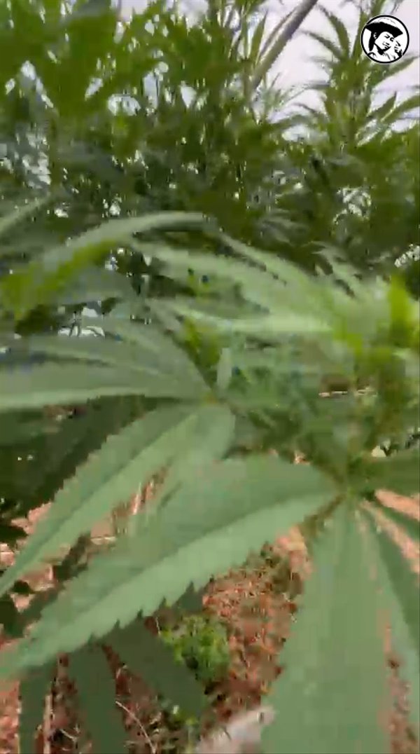Terp Town Tickets pack plant exhibiting strong lemon sherbet aromas in the uk