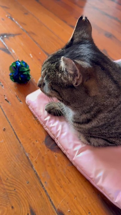 Mac Tabby Cat Cafe - Cat - Themed Cafes Near Me - Charlotte, North Carolina