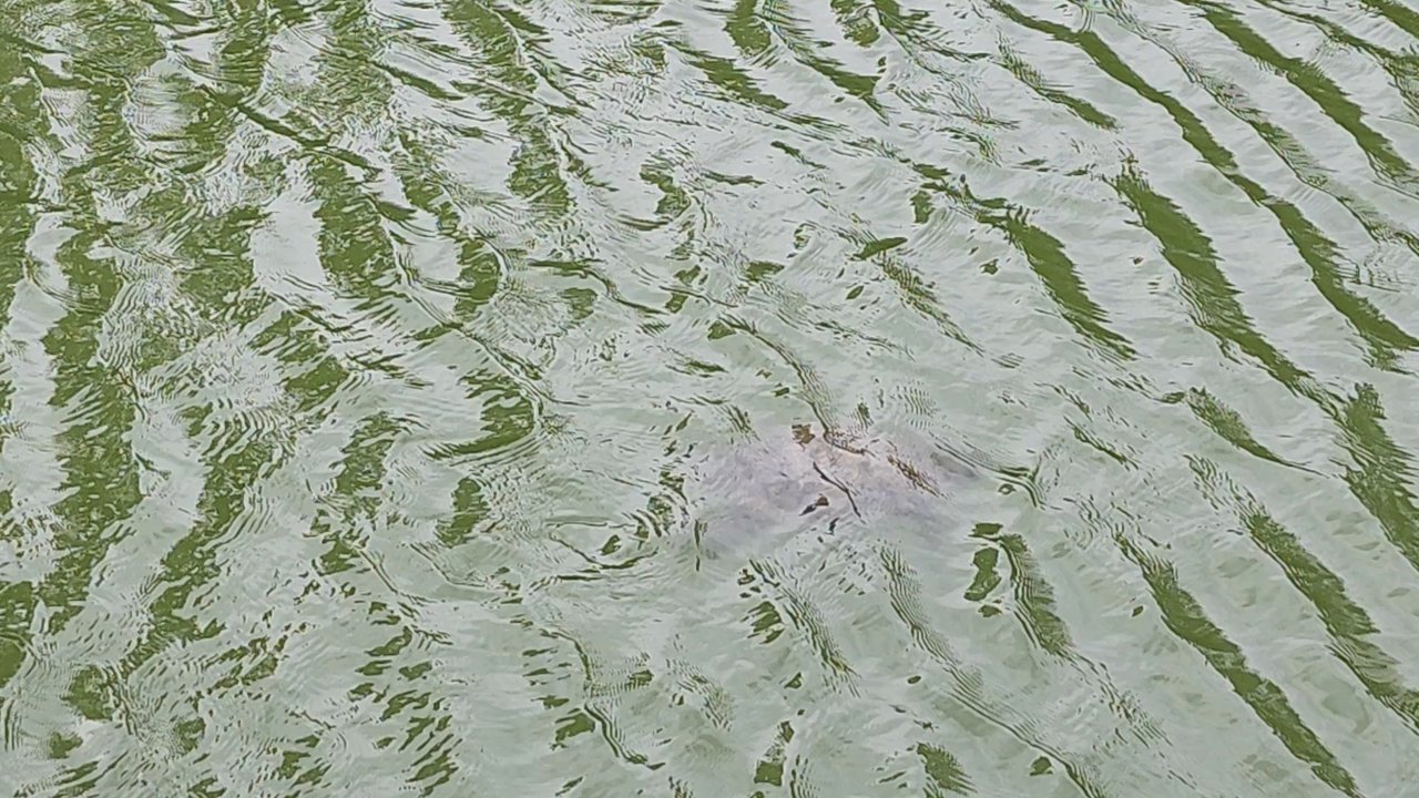 The Blue Whale - Turtles in the water! - Landmarks & Historical Buildings Near Me - Catoosa, Oklahoma