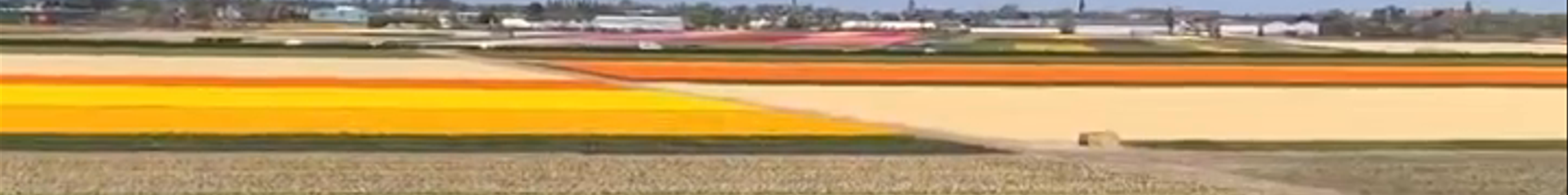 Tours & experiences in Zuid-Holland