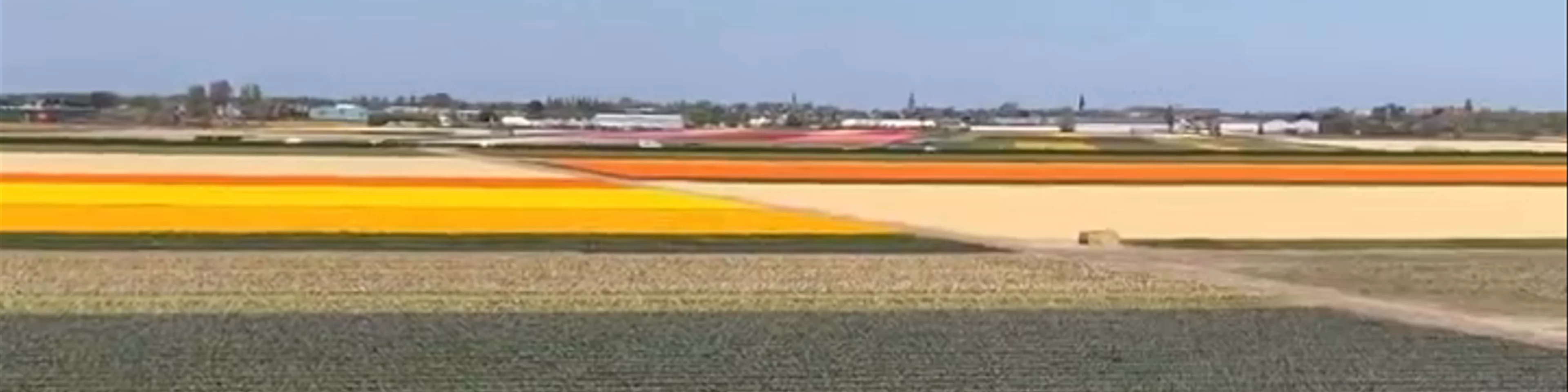 Keukenhof