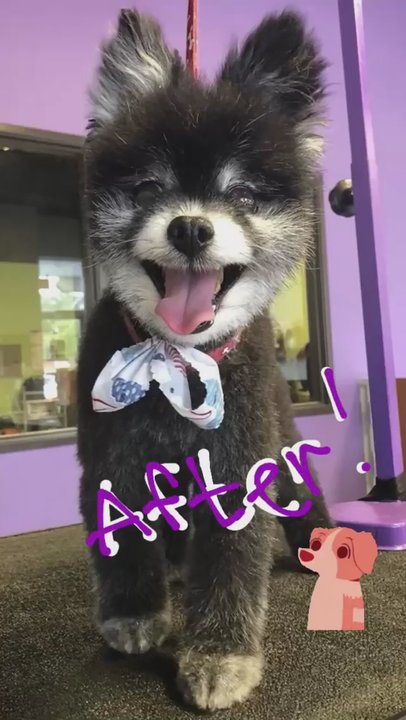 Kanine Klippers - Before and After pic - Pet Groomers Near Me - Austin, Texas