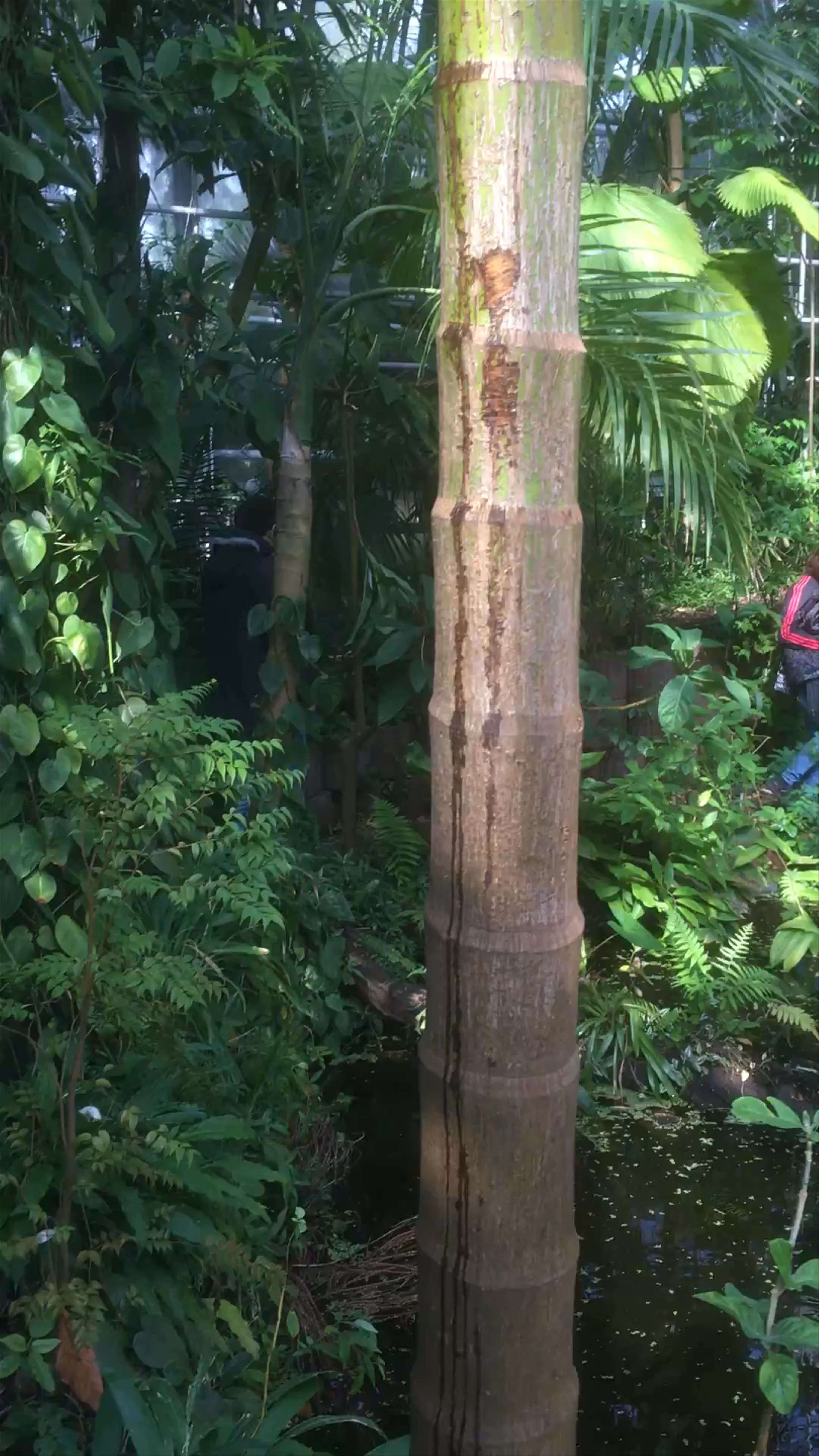 Hortus Botanicus