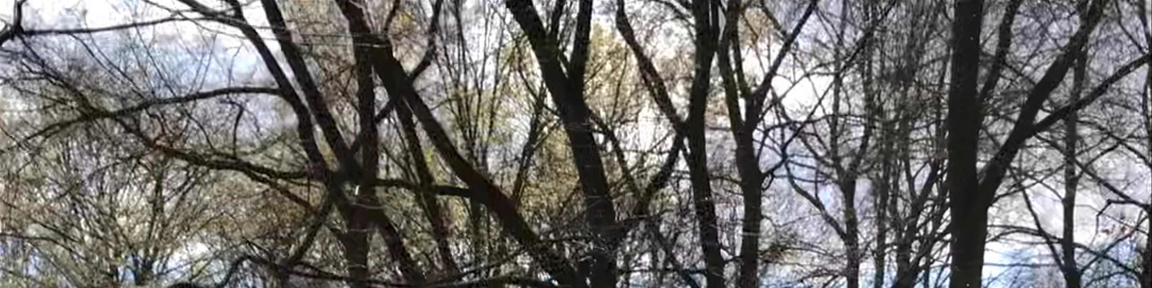 Großer Tiergarten