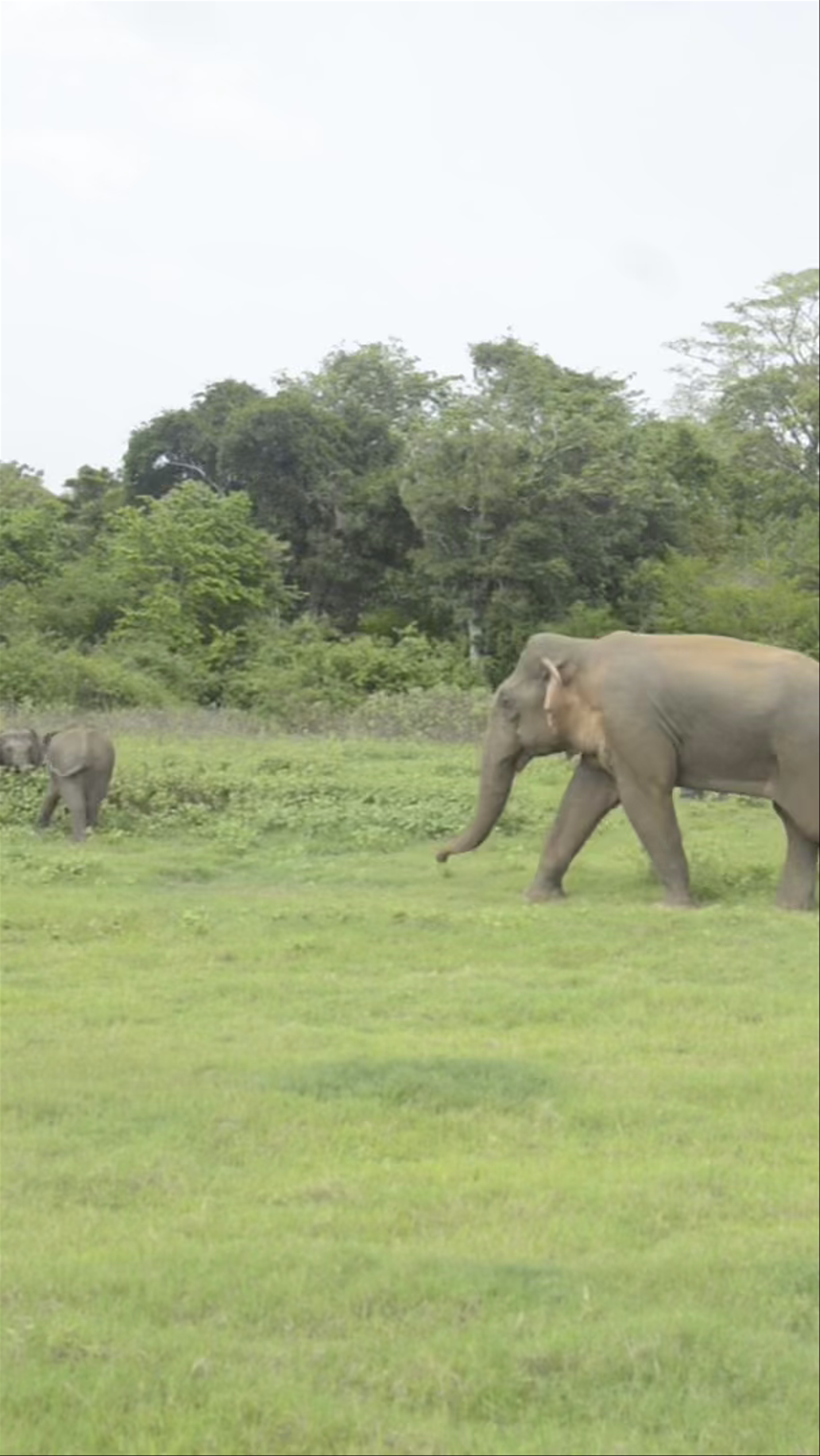 Kaudulla National Park SAFARI