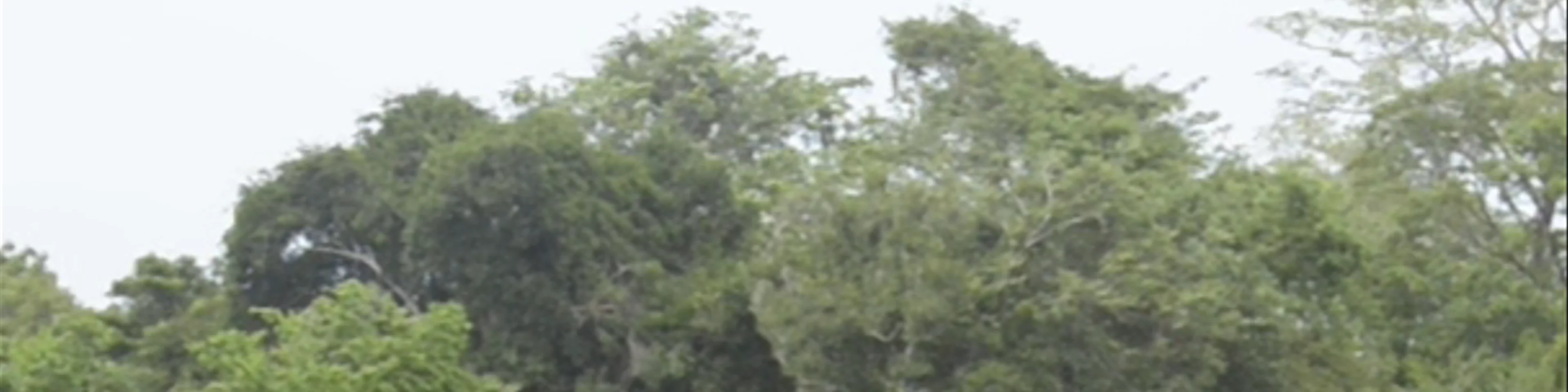 Kaudulla National Park SAFARI