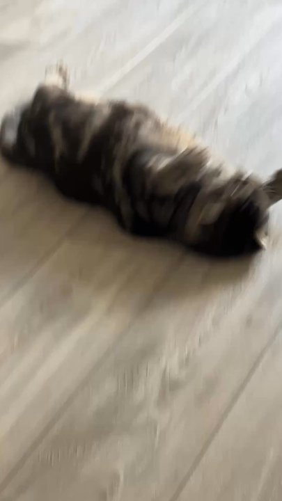 BerryClean - Also my cat only does this when is 100% clean! - Home Cleaning Near Me - San Carlos, California