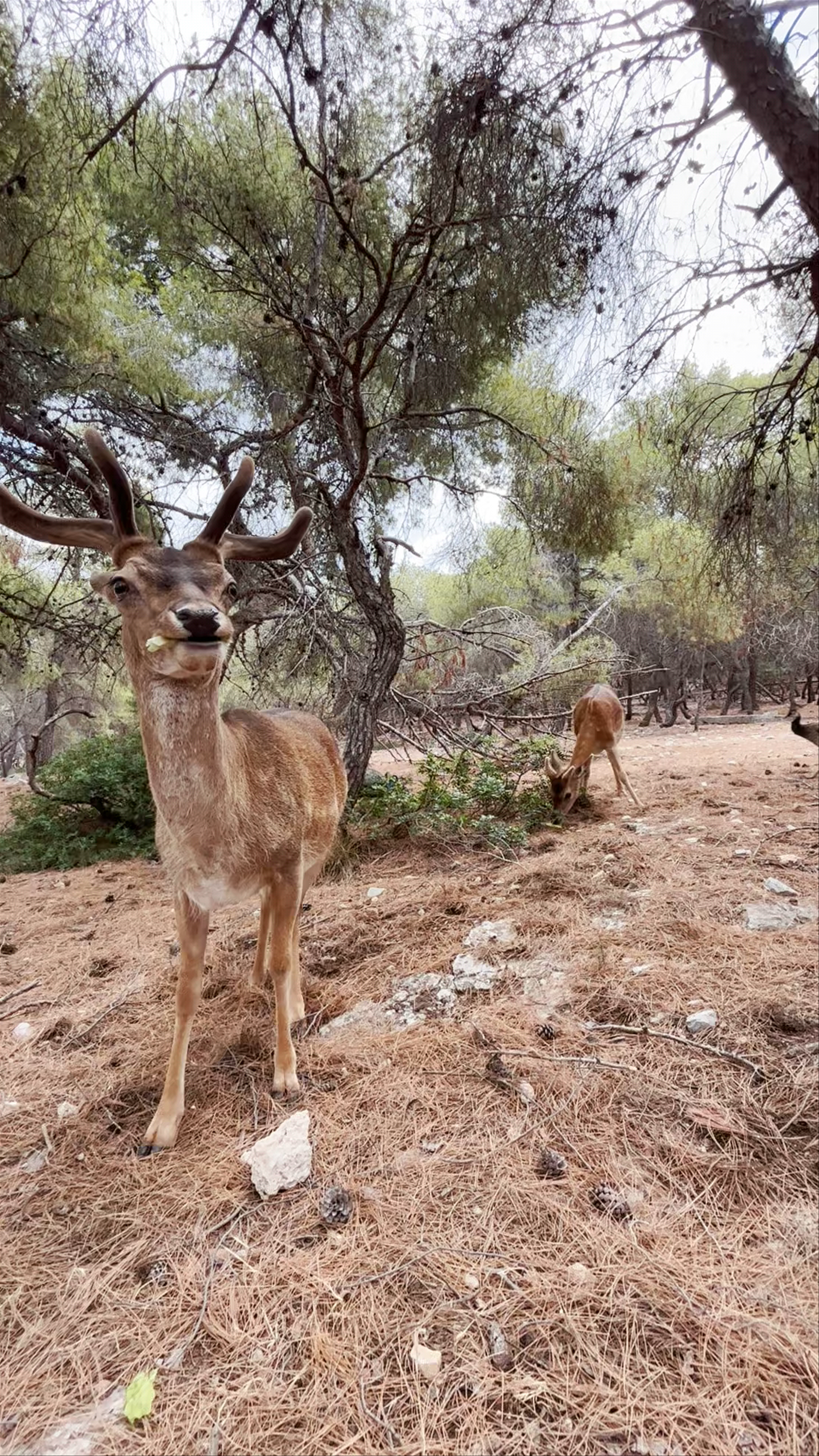 Μονή Αίγινας