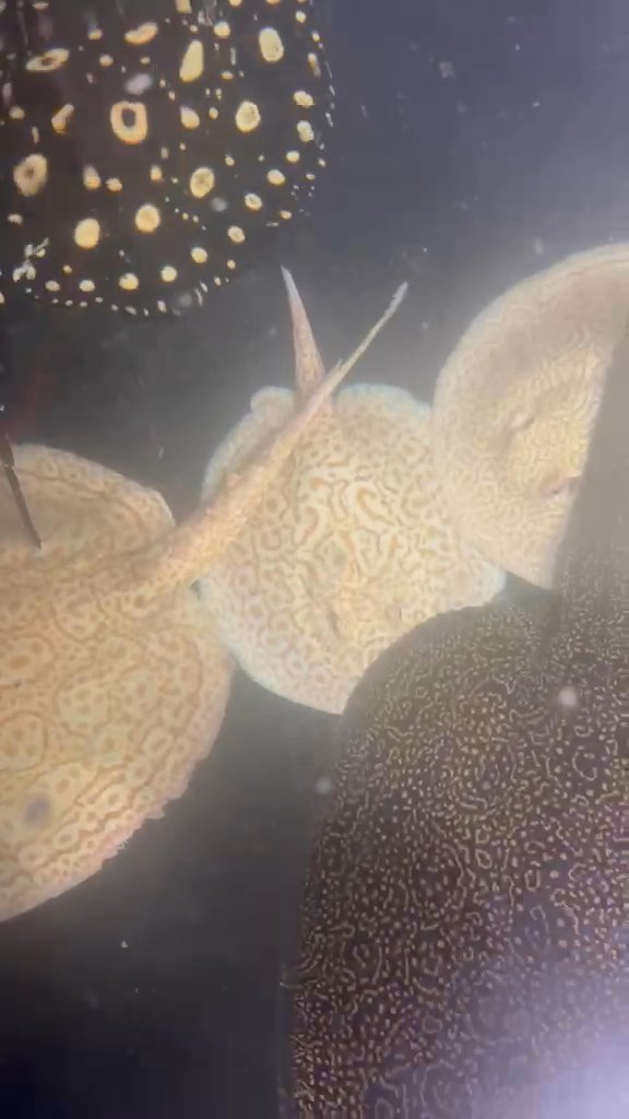 Scobina stingray