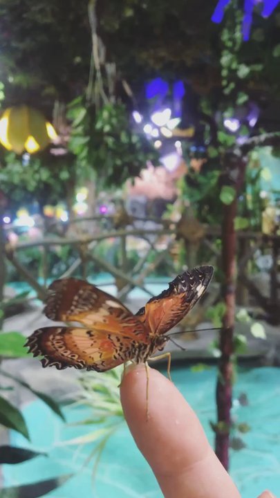 BFLY - Papillon - Amusement Parks Near Me - Brossard, Quebec