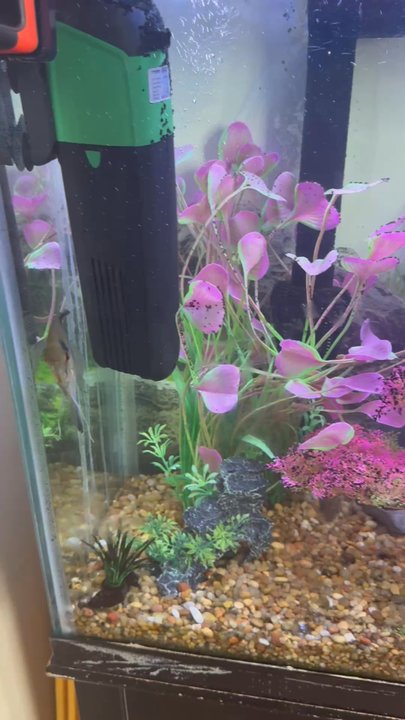 Pho 90 - Fish tank - Vietnamese Near Me - Aurora, Colorado