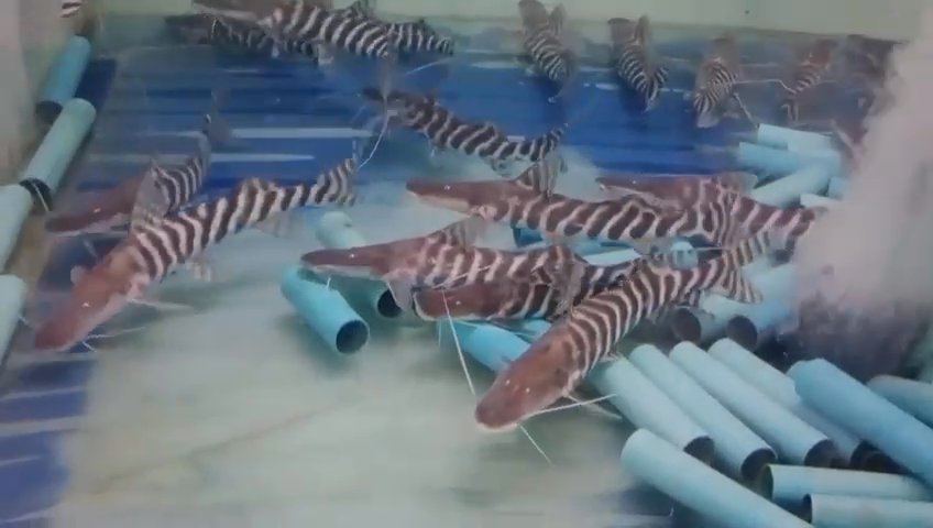 Long nose gar