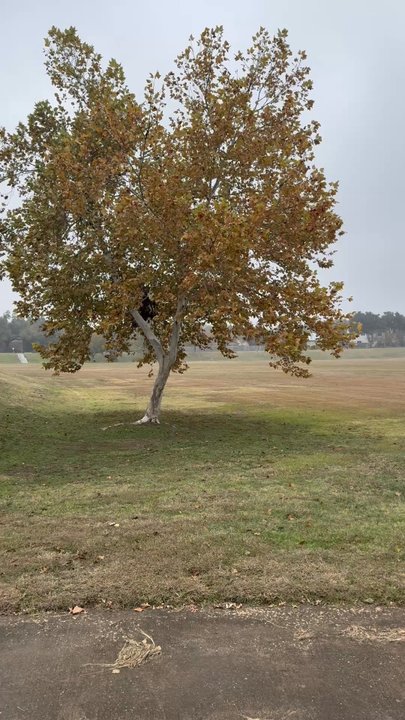 Cluck Creek Park - Panned shot of the vast field at Cluck Creek Park. - Parks Near Me - Cedar Park, Texas