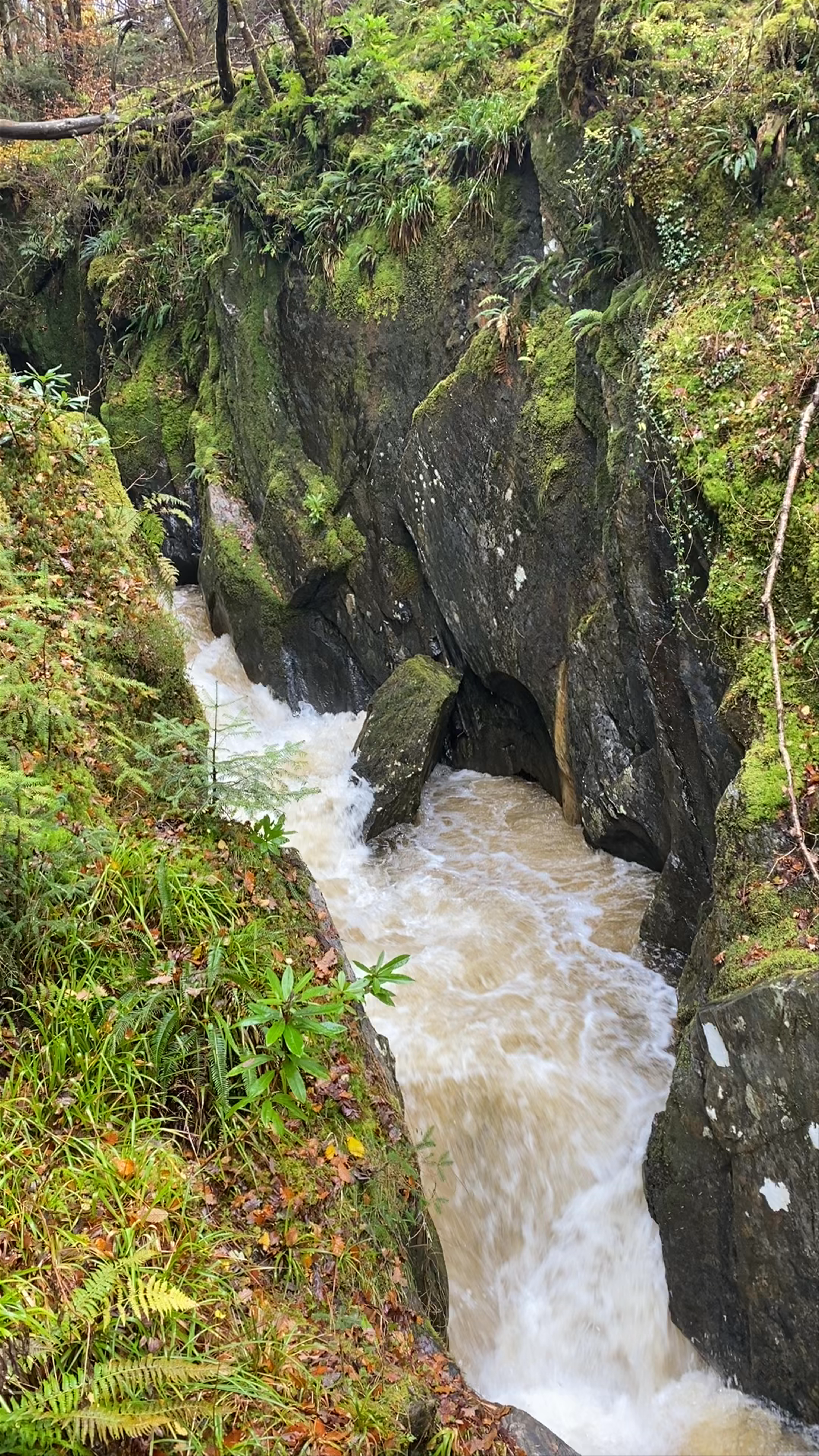 Sutherland’s Grove Forest ~ Scotland