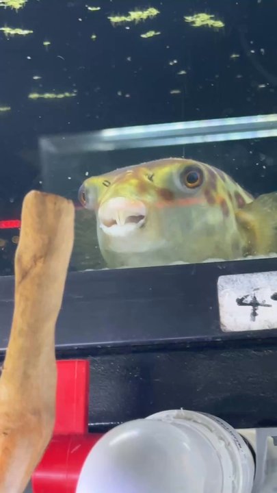 Your Pet Fish - Tooth! Nothing but the tooth!! - Local Fish Stores Near Me - Carrollton, Texas