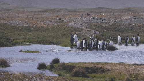King Penguins in South Georgia animated gif