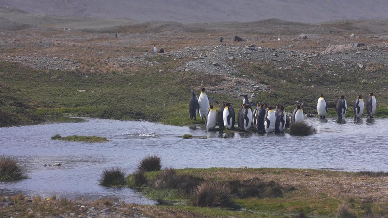King Penguins in South Georgia poster