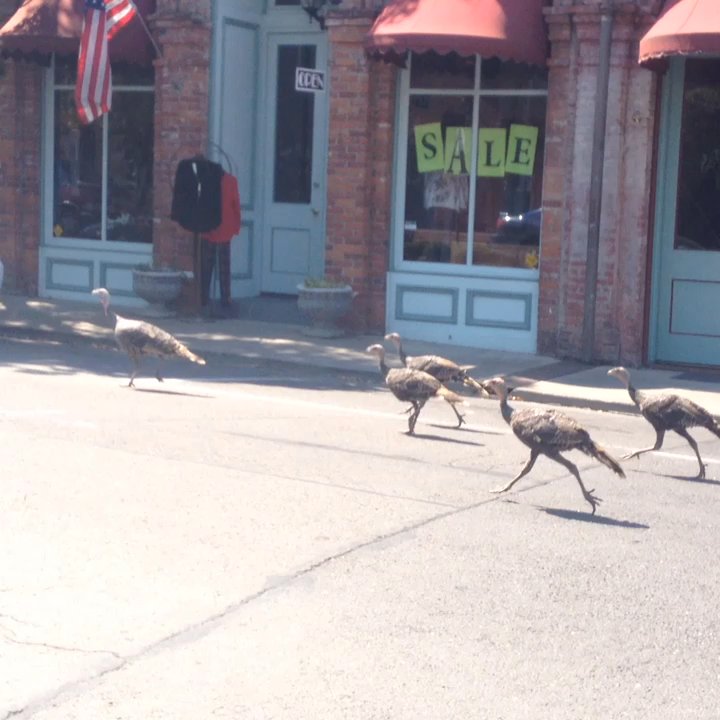 Jacksonville  Oregon - Wild Turkeys on the run! - Historical Tours Near Me