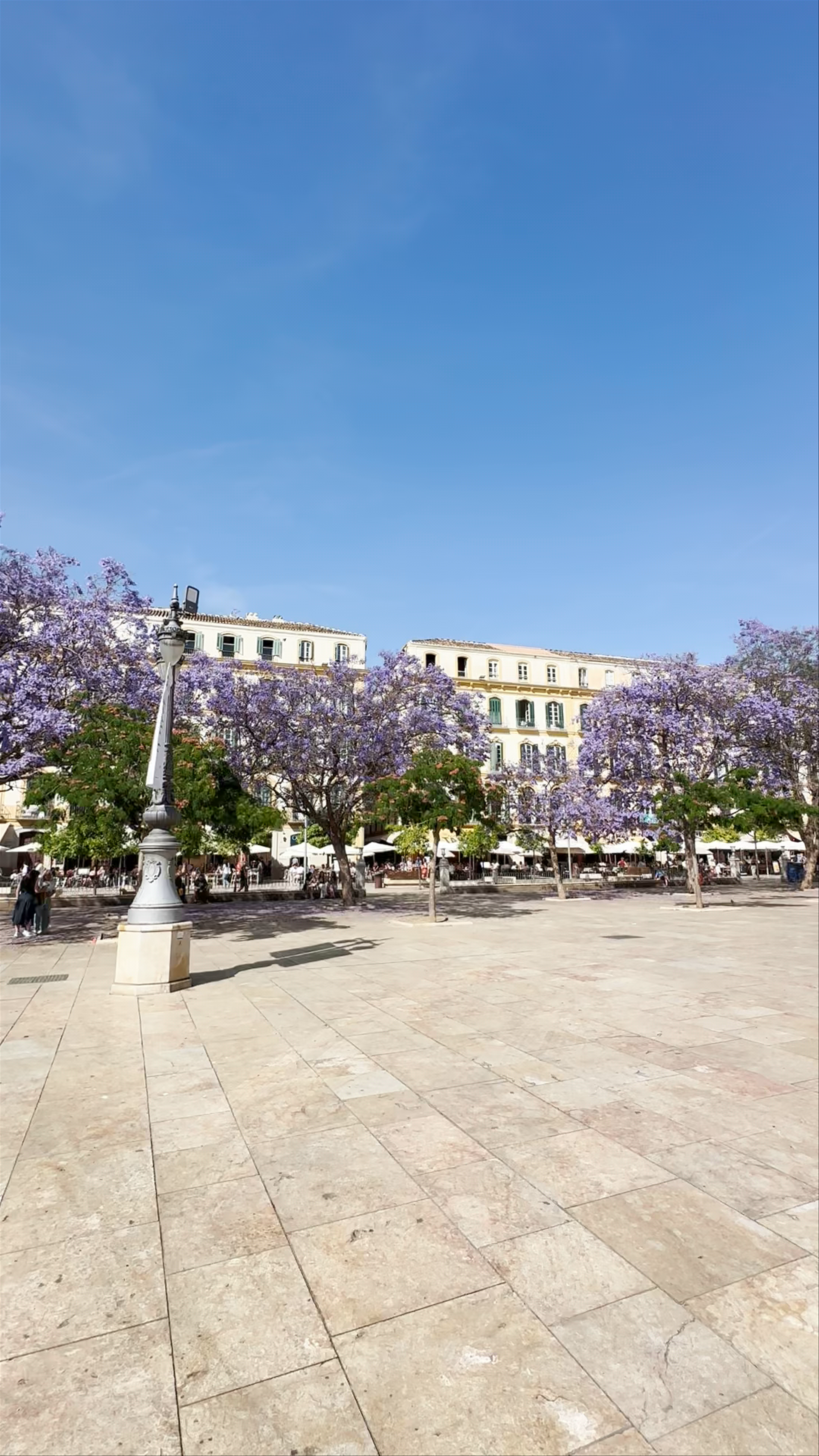 Spring Blossoms at Plaza de la Merced, Málaga