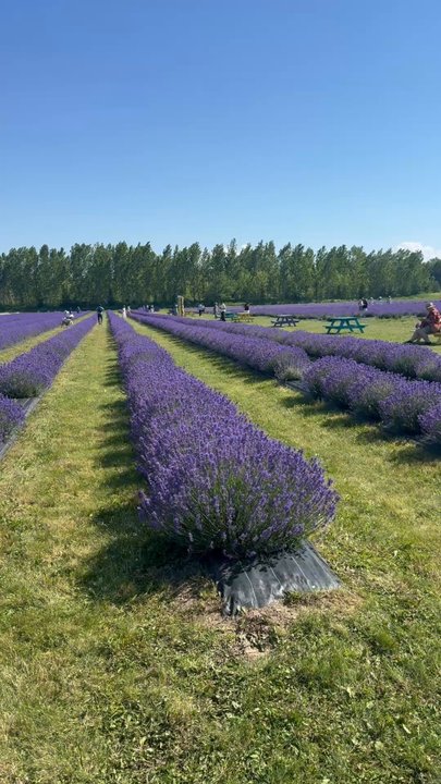 NEOB LAVENDER - Updated July 2026 - 81 Photos & 18 Reviews - 933 ...