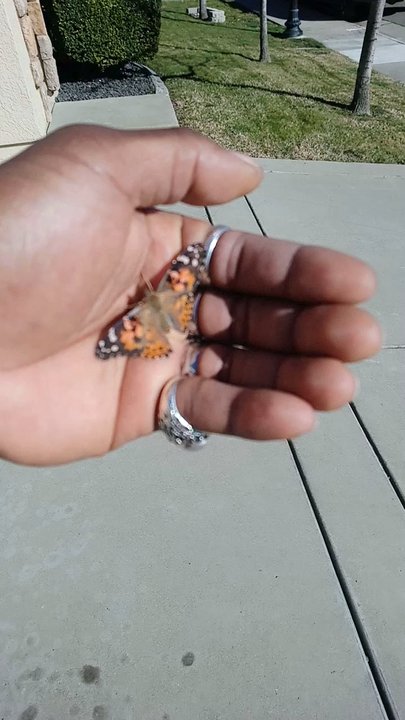 Cloverlawn Butterflies - Party Supplies Near Me - Orlando, Florida