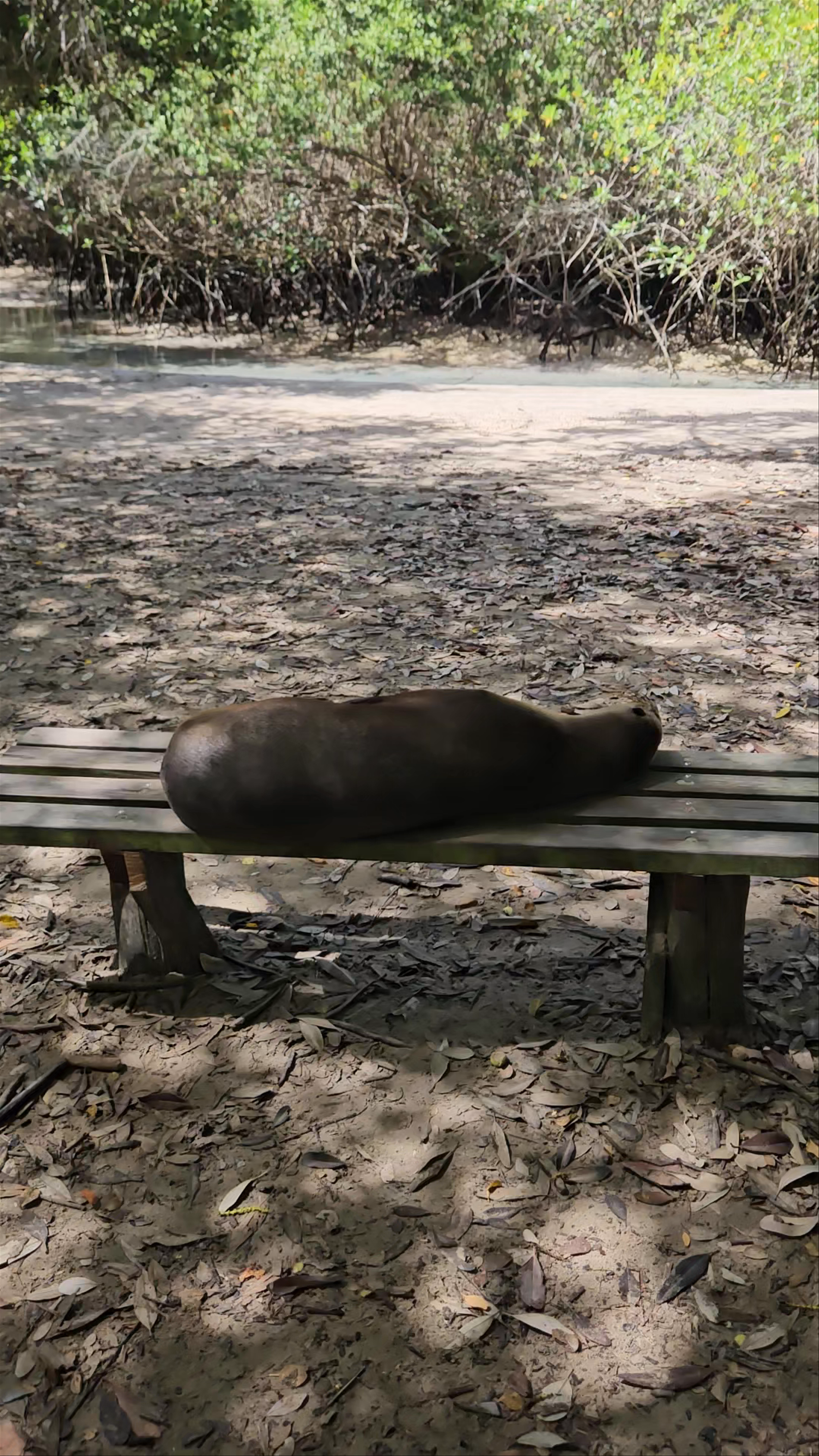 Serene Sunbathing Sea Lion in the Mangroves of El Estero, Galápagos
