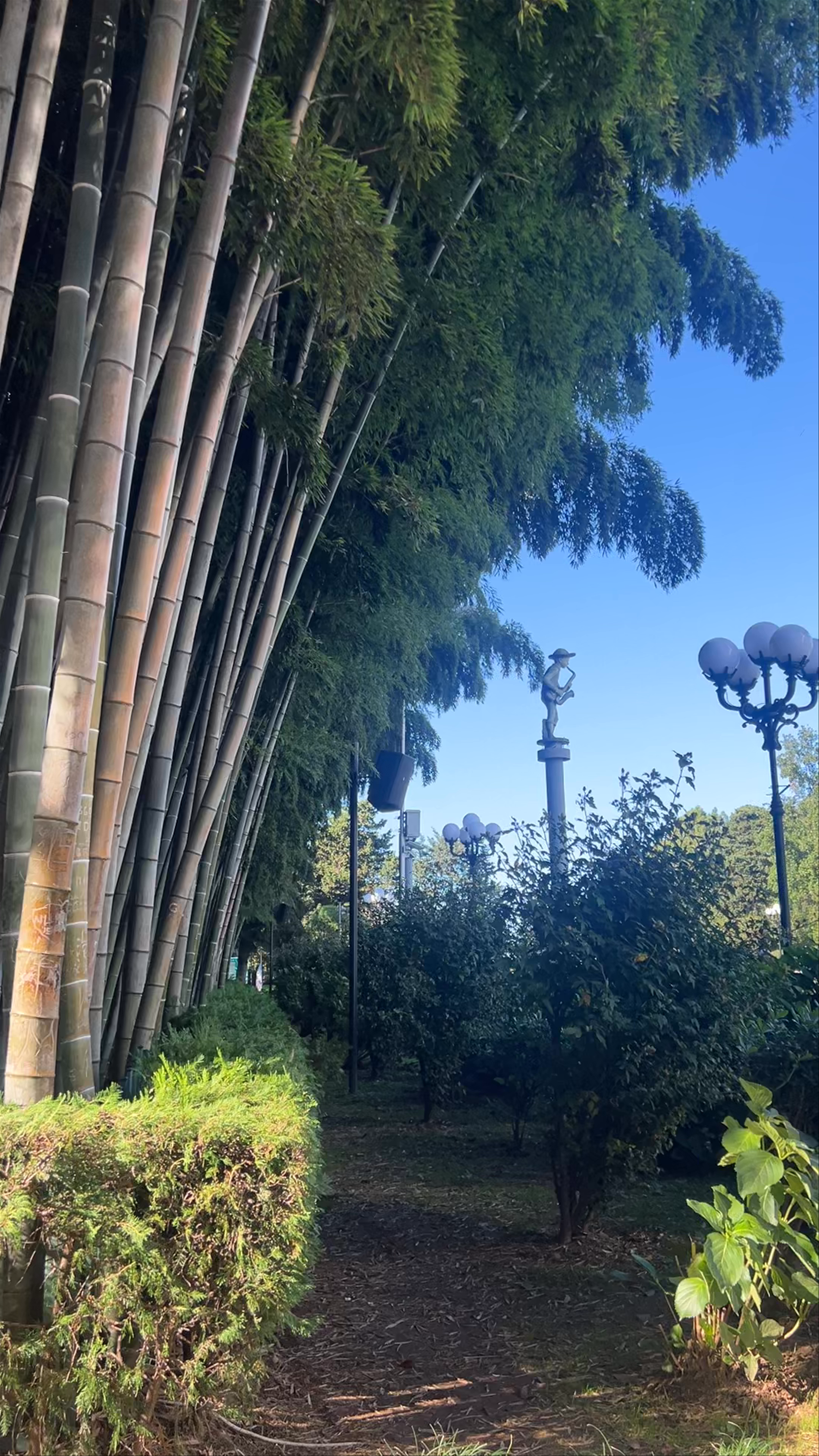 Bamboo Grove Serenity in Batumi, Georgia