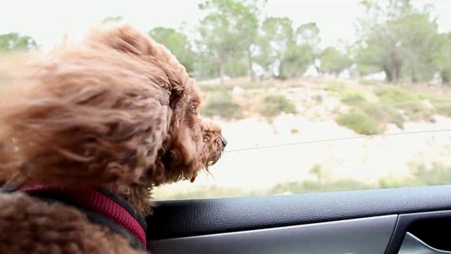 Poodle out of a car window