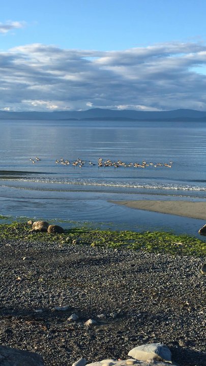 Qualicum Beach - Geese. - Beaches Near Me