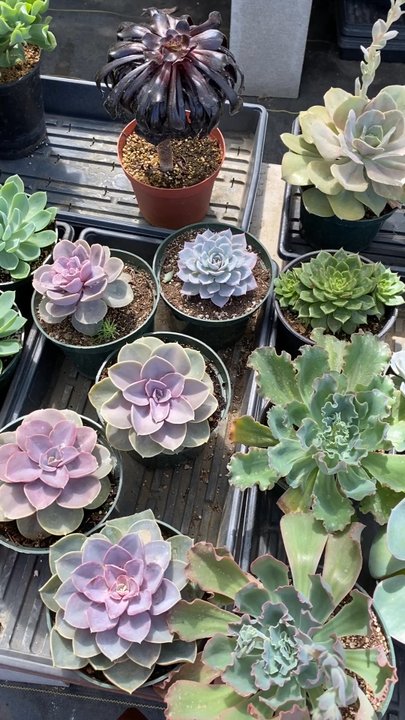 Evergreen Farm - Nursery - Nurseries & Gardening Near Me - San Jose, California