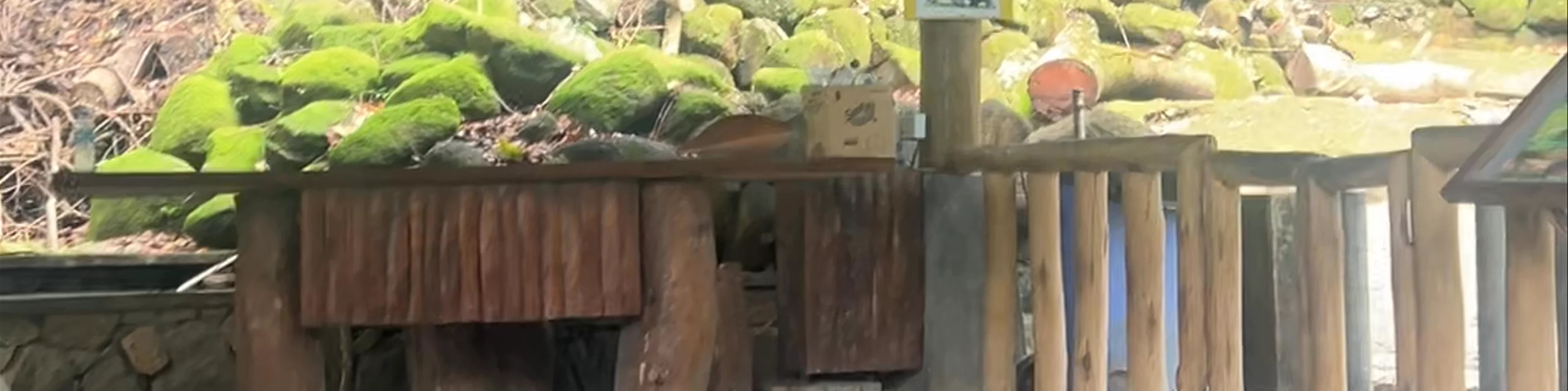 Giant Tortoise Enclosure
