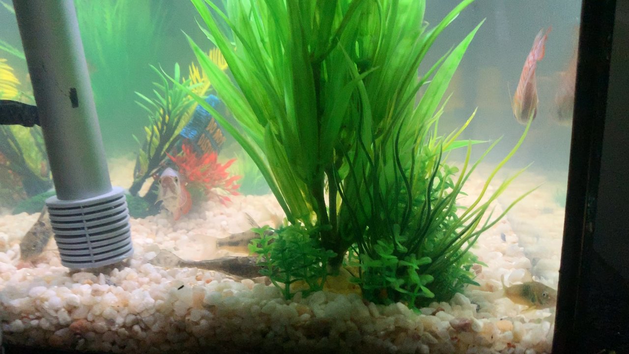 Tropical Fish and Feed - I purchase a some tiger barbs from here a while back and they are still thriving till this day - Local Fish Stores Near Me - Perris, California