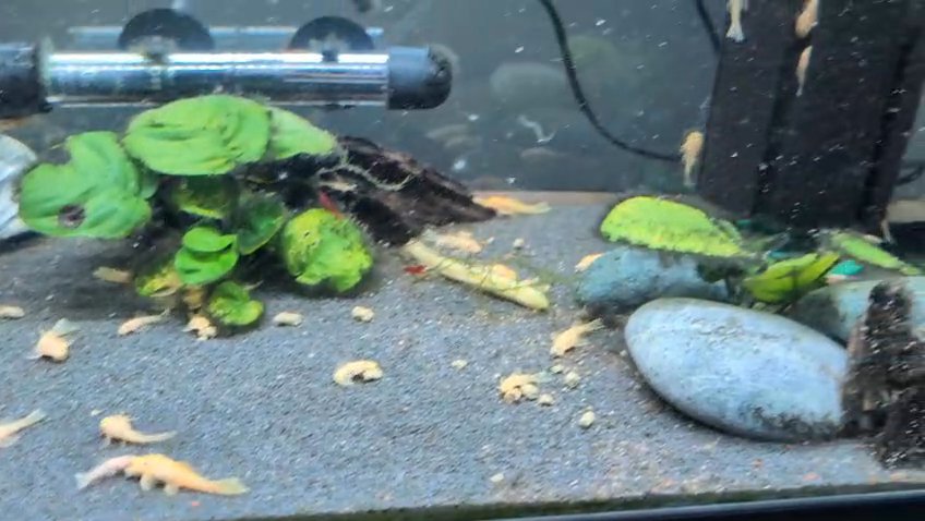 L236 Cracked Super White pleco