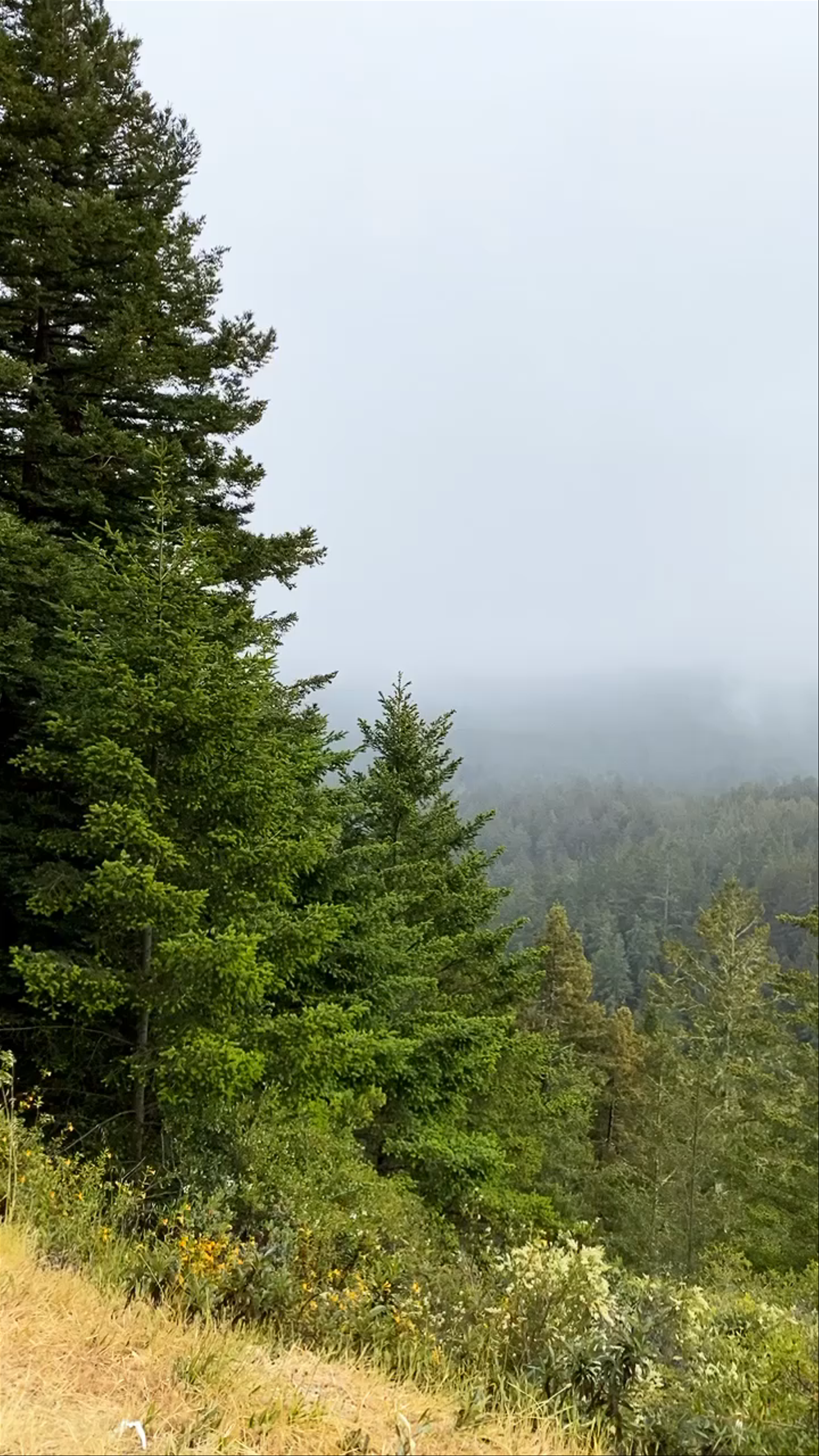 Misty Forest Escape at Mount Tamalpais, California