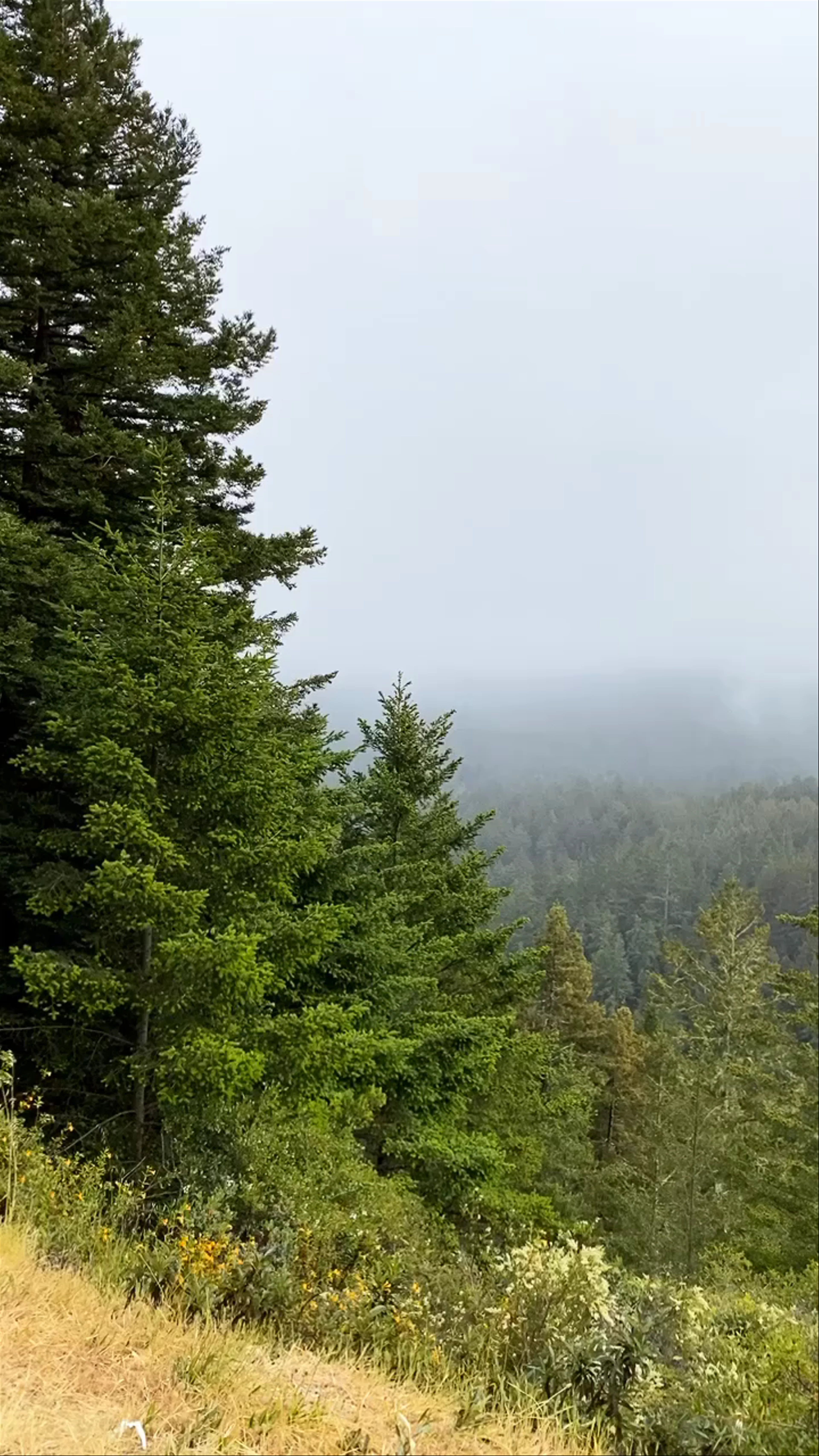 Mount Tamalpais