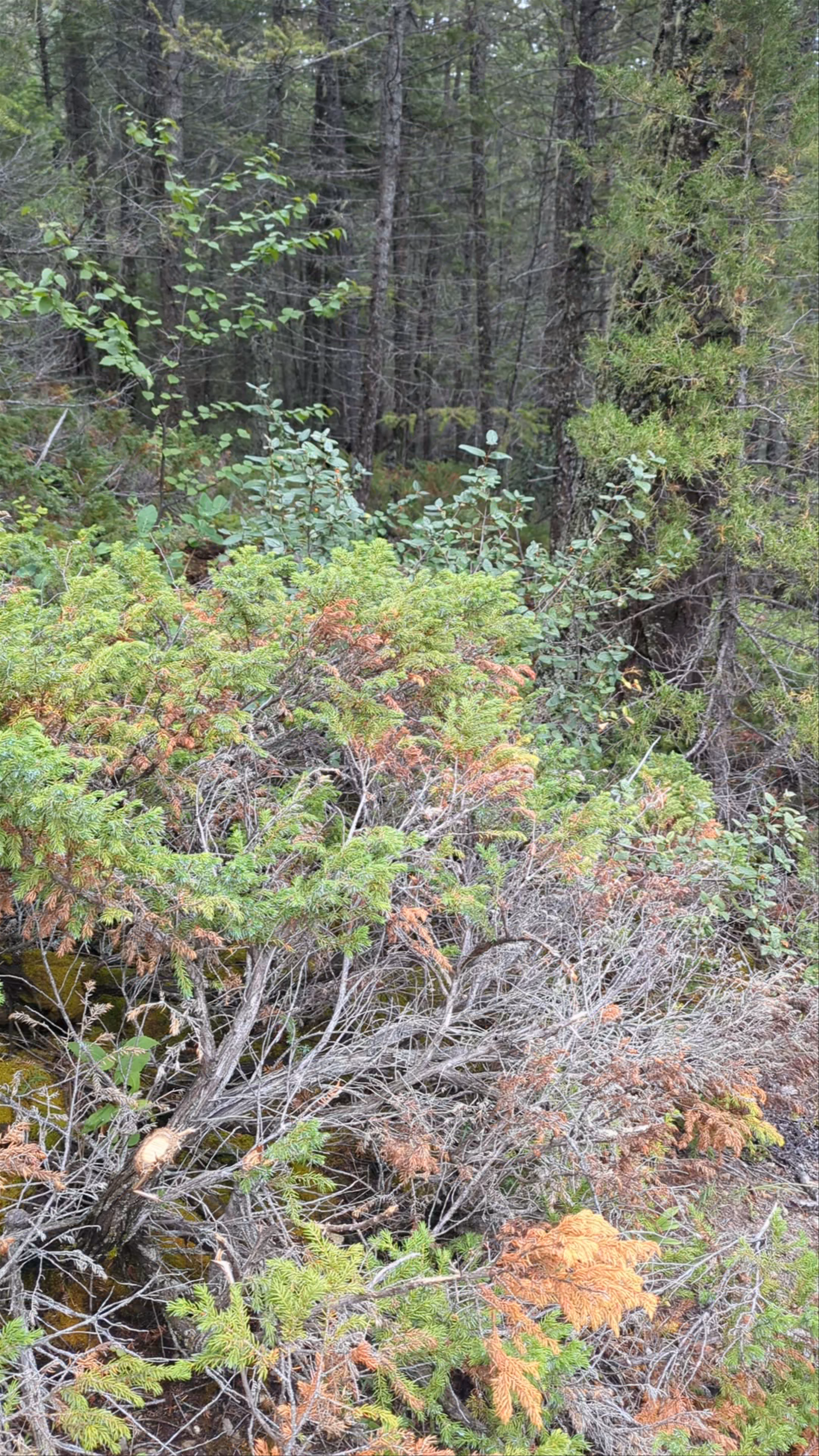 Whiteswan Lake Provincial Park