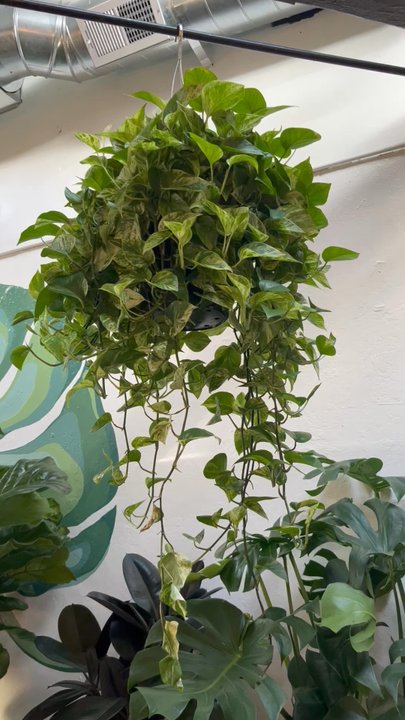 Moss & Spade - Took this huge and bushy pothos home - Nurseries & Gardening Near Me - Oakland, California
