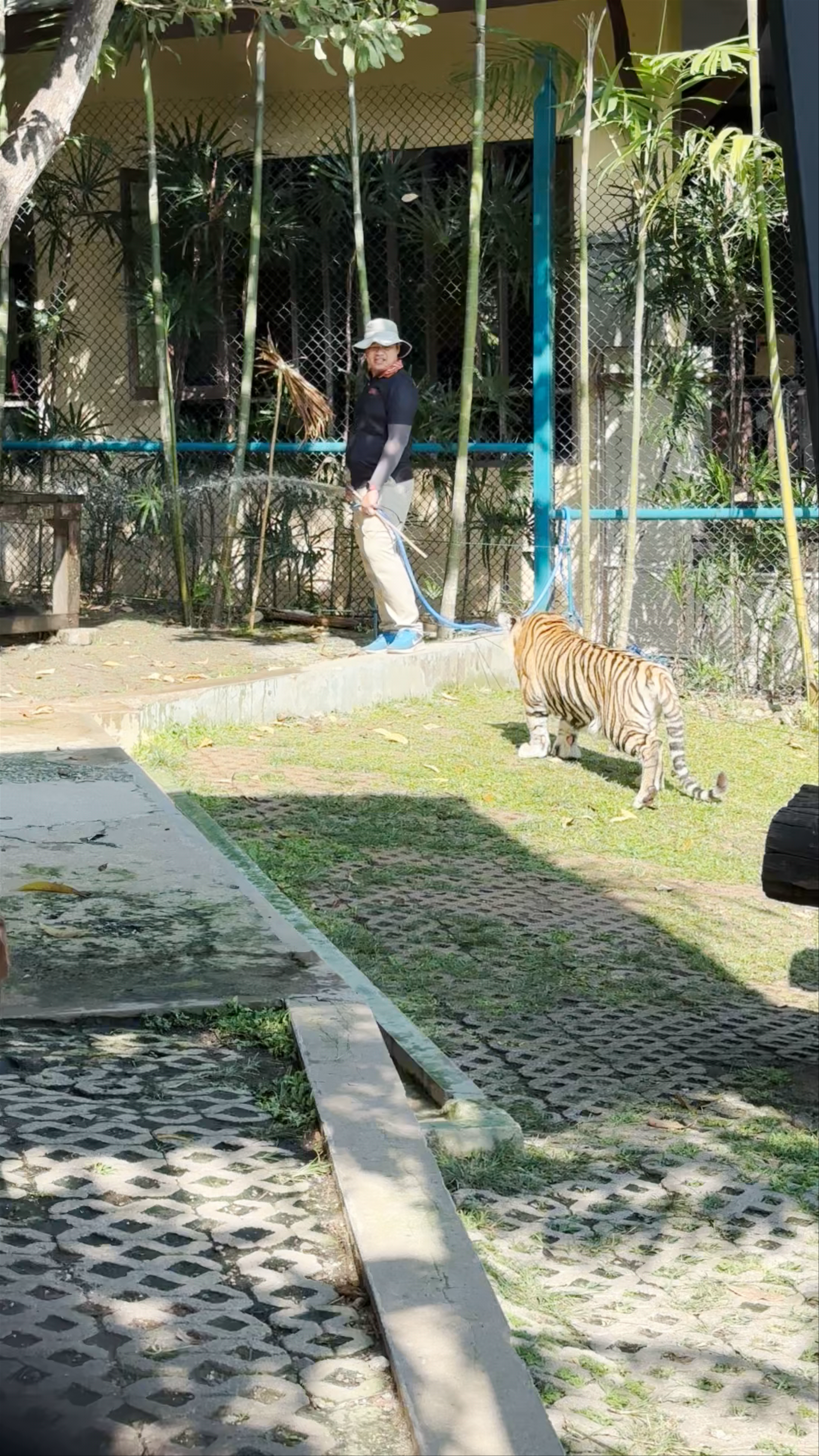 Tiger Kingdom