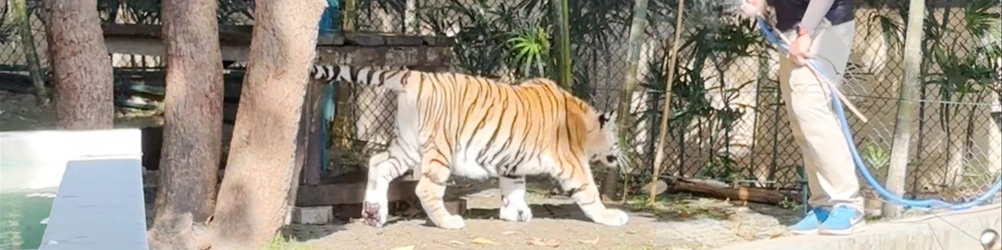 Tiger Kingdom