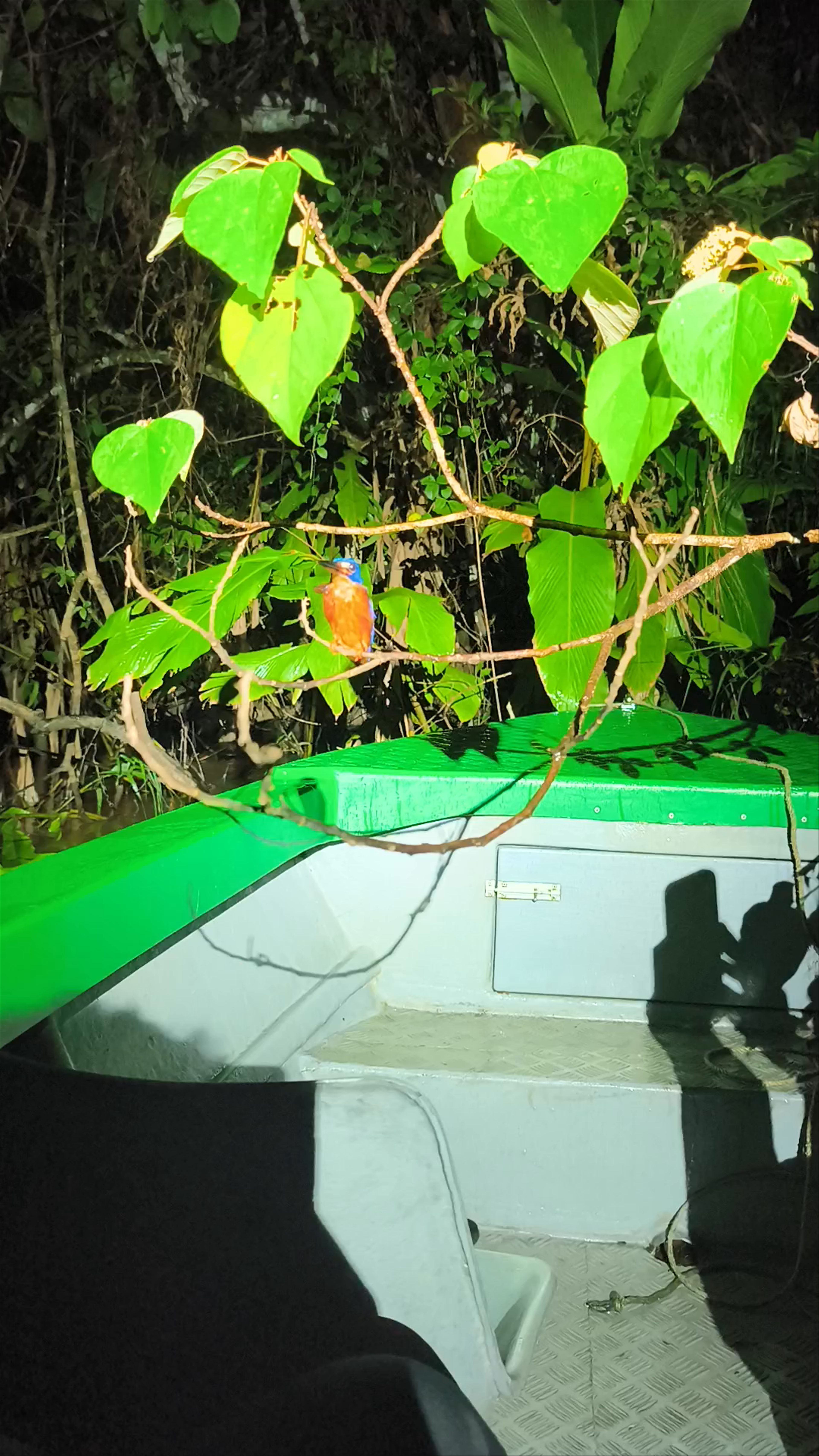 Nighttime Wildlife Adventure at Borneo Eco Tours, Sandakan