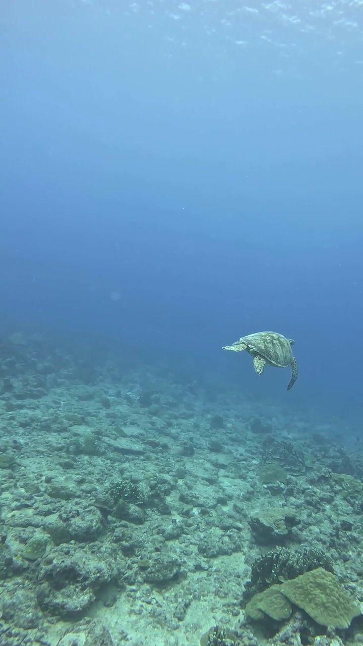 nature's screensaver
🎥 JUN HO LEE · Pexels
#ocean #underwater #marinelife #nature #relax