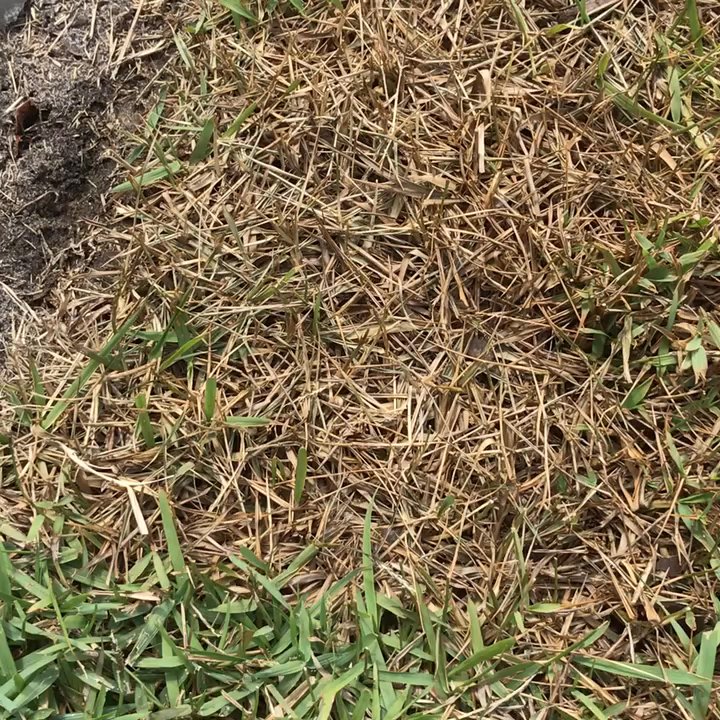 Termite Lawn and Pest - Dead grass caused by lazy technician and over fertilizing - Pest Control Near Me - Orlando, Florida