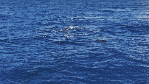 Humpback Whales in Antarctica animated gif