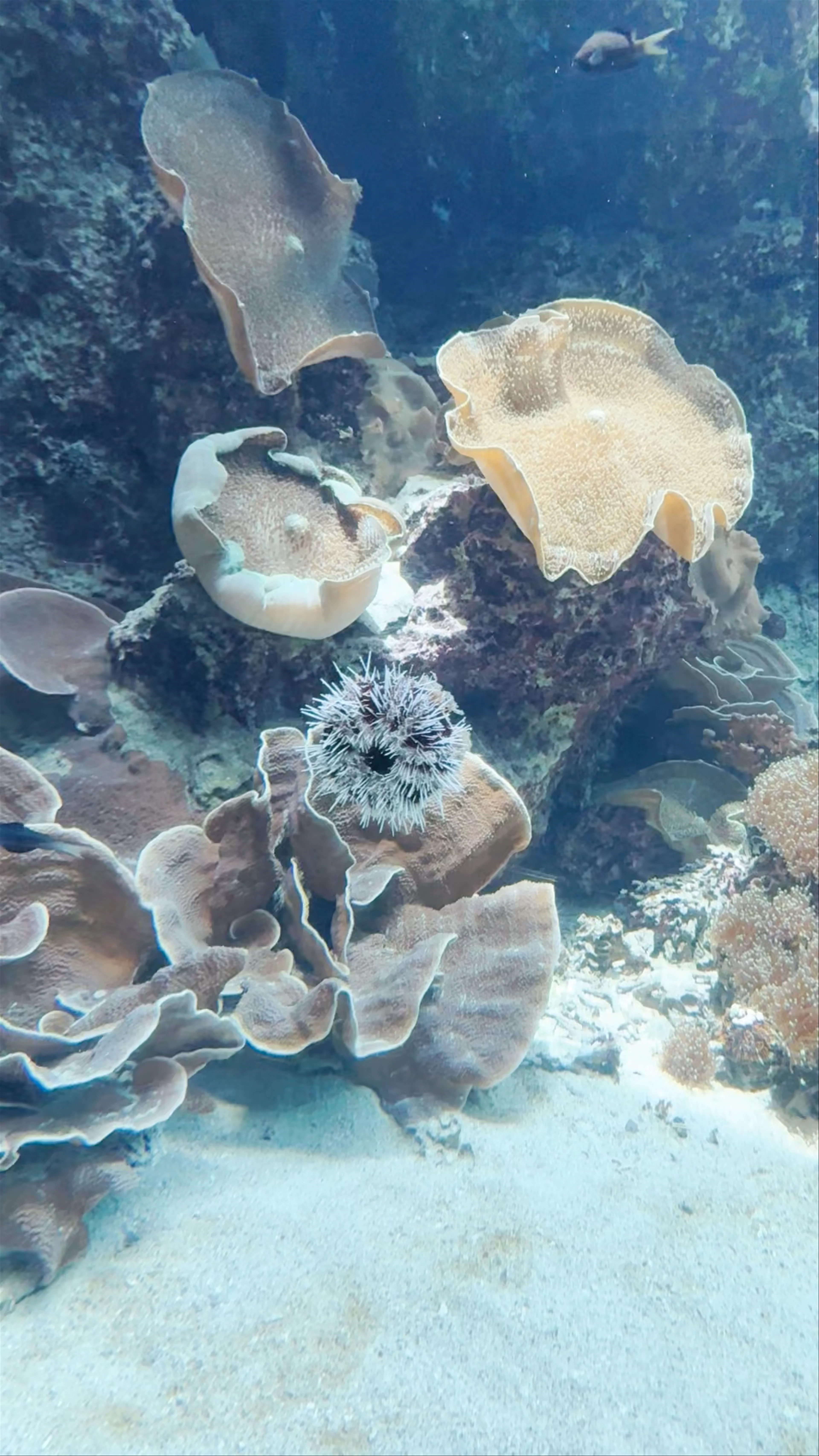 Okinawa Churaumi Aquarium