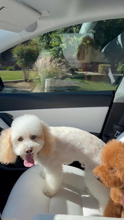 The Pawsitive Salon - Pet Groomers Near Me - Bakersfield, California